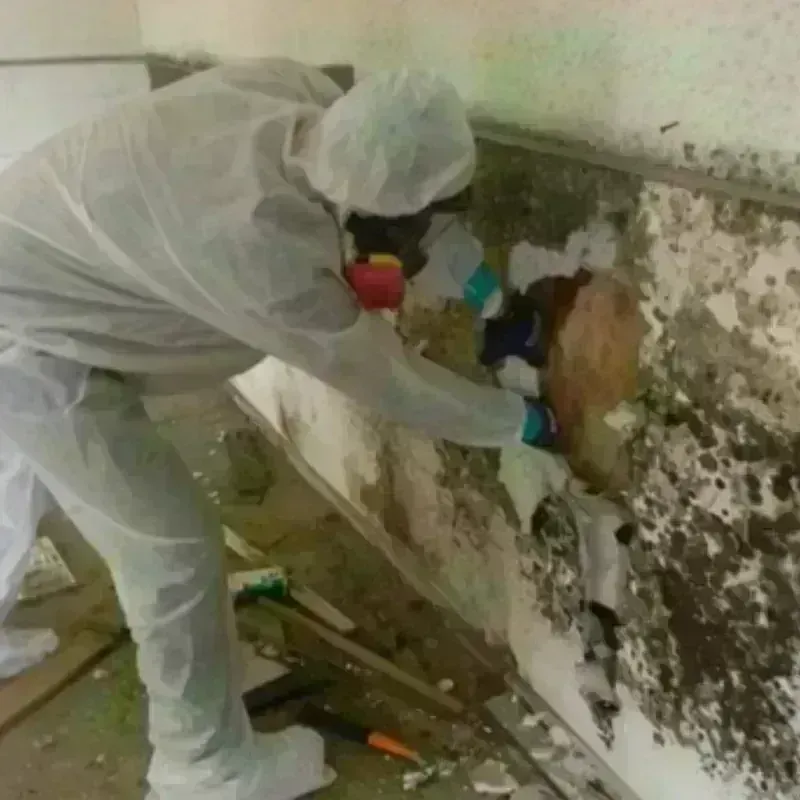 Mold Remediation and Removal in Highland Springs, VA